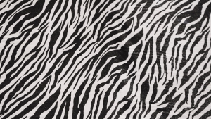 satyna zebra z połyskiem - kupon 2,4m   zebrový satén s leskem