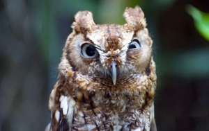 wełna -mikrofibra-kaszmir - n.450-  vlna-mikrovlákno-kašmír